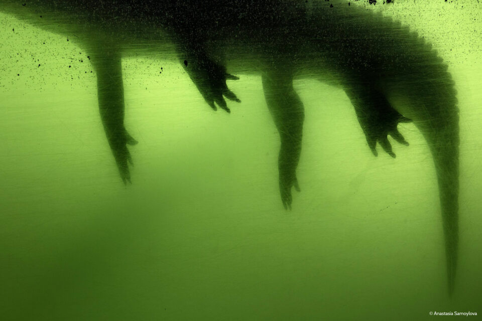 Visuel de l'exposition "FloodZone" d'Anastasia Samoylova, au PHAKT à Rennes.